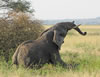 Elephant Mud Bath