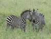 Zebras