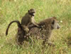 Baboon Piggyback