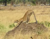 Cheetah Stretching
