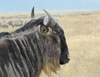 Wildebeest