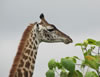 Arusha Giraffe